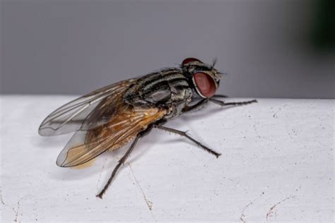 Evde kara sinek neden olur